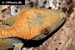 correlophus ciliatus crested gecko correlophus ciliatus crested gecko