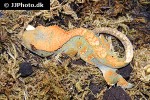 correlophus ciliatus crested gecko correlophus ciliatus crested gecko