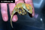 correlophus ciliatus crested gecko correlophus ciliatus crested gecko