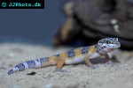 eublepharis macularius leopard gecko eublepharis macularius leopard gecko