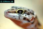eublepharis macularius leopard gecko eublepharis macularius leopard gecko