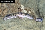 eublepharis macularius leopard gecko eublepharis macularius leopard gecko