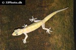 gekko badenii golden gecko gekko badenii golden gecko