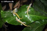 gekko badenii golden gecko gekko badenii golden gecko