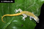 gekko badenii golden gecko gekko badenii golden gecko