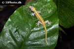 gekko badenii golden gecko gekko badenii golden gecko
