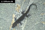 gekko badenii golden gecko gekko badenii golden gecko