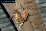 gekko gecko tokay gecko gekko gecko tokay gecko