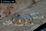 gekko gecko tokay gecko gekko gecko tokay gecko