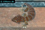 gekko gecko tokay gecko gekko gecko tokay gecko