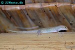 gekko petricolus goldrush gecko gekko petricolus goldrush gecko