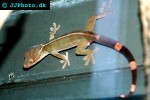 gekko vittatus whiteline skunk gecko gekko vittatus whiteline skunk gecko