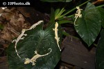 gekko vittatus whiteline skunk gecko gekko vittatus whiteline skunk gecko