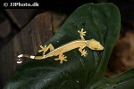 gekko vittatus whiteline skunk gecko gekko vittatus whiteline skunk gecko