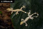 gekko vittatus whiteline skunk gecko gekko vittatus whiteline skunk gecko