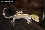 gekko vittatus whiteline skunk gecko gekko vittatus whiteline skunk gecko