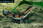 hemitheconyx caudicinctus african fat tailed gecko hemitheconyx caudicinctus african fat tailed gecko