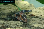 hemitheconyx caudicinctus african fat tailed gecko hemitheconyx caudicinctus african fat tailed gecko