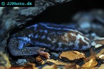 hemitheconyx caudicinctus african fat tailed gecko hemitheconyx caudicinctus african fat tailed gecko