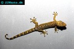 lepidodactylus lugubris mourning gecko lepidodactylus lugubris mourning gecko