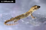 lepidodactylus lugubris mourning gecko lepidodactylus lugubris mourning gecko