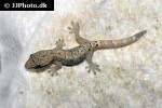 lepidodactylus lugubris mourning gecko lepidodactylus lugubris mourning gecko