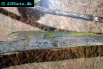 phelsuma grandis madagascar giant day gecko phelsuma grandis madagascar giant day gecko