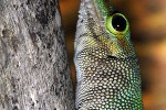 phelsuma grandis madagascar giant day gecko phelsuma grandis madagascar giant day gecko