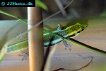 phelsuma klemmeri yellowheaded day gecko phelsuma klemmeri yellowheaded day gecko