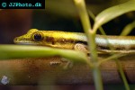 phelsuma klemmeri yellowheaded day gecko phelsuma klemmeri yellowheaded day gecko