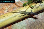 phelsuma laticauda gold dust day gecko phelsuma laticauda gold dust day gecko