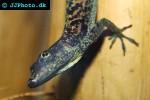 phelsuma laticauda gold dust day gecko phelsuma laticauda gold dust day gecko