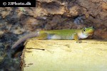 phelsuma laticauda gold dust day gecko phelsuma laticauda gold dust day gecko