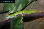 phelsuma madagascariensis madagascar giant day gecko phelsuma madagascariensis madagascar giant day gecko