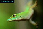 phelsuma standingi common madagascar day gecko phelsuma standingi common madagascar day gecko