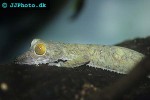 uroplatus fimbriatus giant leaf tailed gecko uroplatus fimbriatus giant leaf tailed gecko