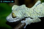 uroplatus fimbriatus giant leaf tailed gecko uroplatus fimbriatus giant leaf tailed gecko