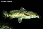 auchenoglanis acuticeps auchenoglanis acuticeps