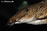 auchenoglanis acuticeps auchenoglanis acuticeps