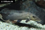 auchenoglanis biscutatus auchenoglanis biscutatus