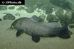 auchenoglanis occidentalis auchenoglanis occidentalis
