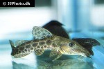 auchenoglanis occidentalis auchenoglanis occidentalis