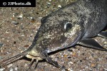 auchenoglanis occidentalis auchenoglanis occidentalis