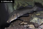auchenoglanis occidentalis auchenoglanis occidentalis
