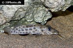 auchenoglanis senegali auchenoglanis senegali