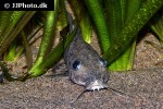auchenoglanis senegali auchenoglanis senegali