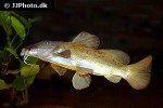 auchenoglanis tchadiensis auchenoglanis tchadiensis