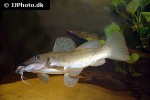 auchenoglanis tchadiensis auchenoglanis tchadiensis