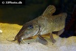 auchenoglanis tchadiensis auchenoglanis tchadiensis