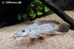 auchenoglanis witttei auchenoglanis witttei